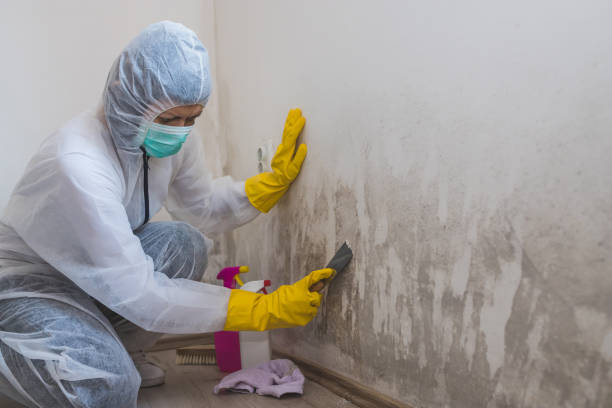 Best Professional Mold Removal  in Matthews, NC